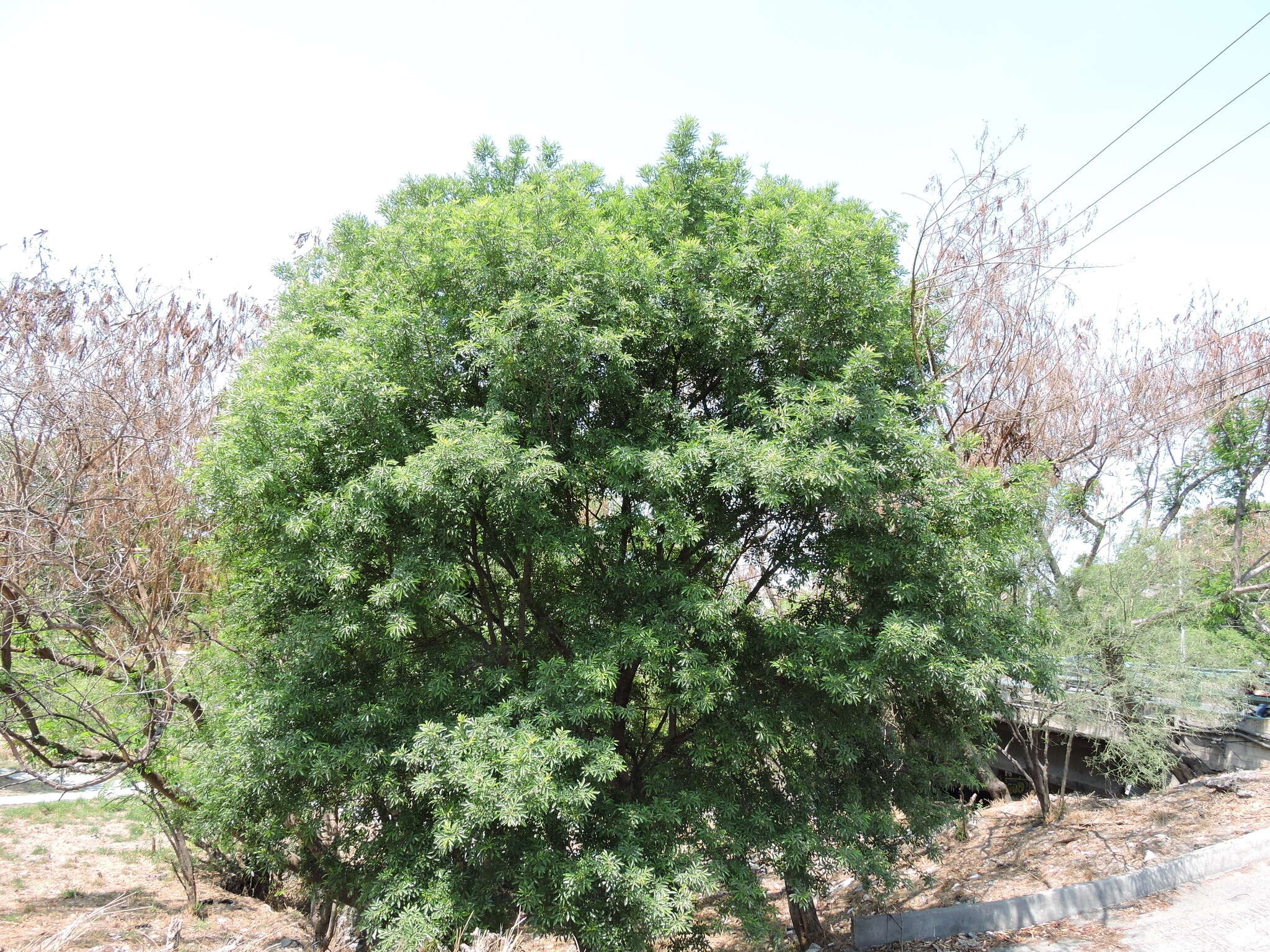 Image of Mexican Ash