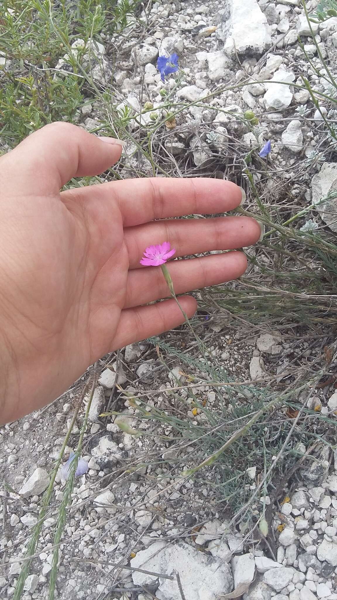 صورة Dianthus humilis Willd. ex Ledeb.