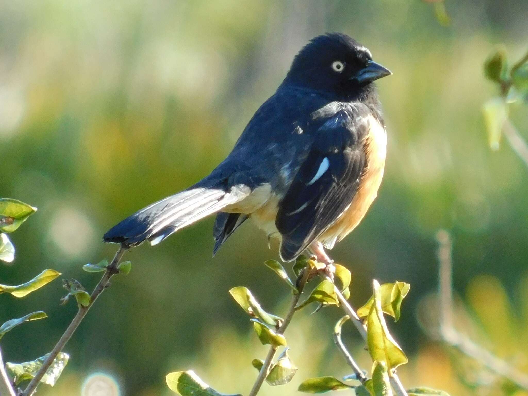 Image of Pipilo erythrophthalmus alleni Coues 1871