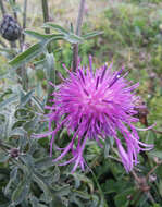 Image of greater knapweed