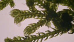 Image of Kurzia sylvatica (A. Evans) Grolle
