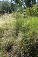 Image of thatching grass