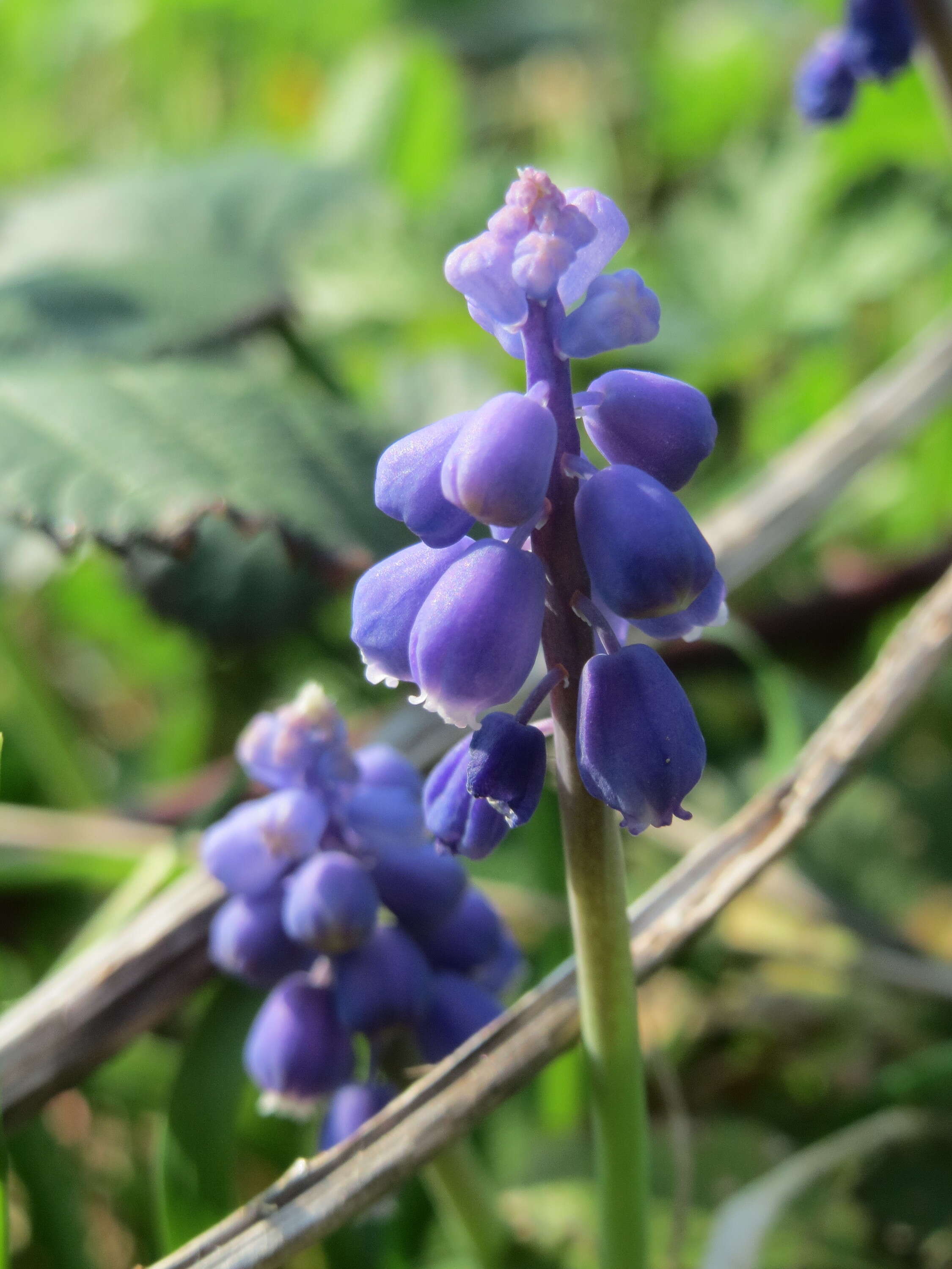 Imagem de Muscari armeniacum H. J. Veitch