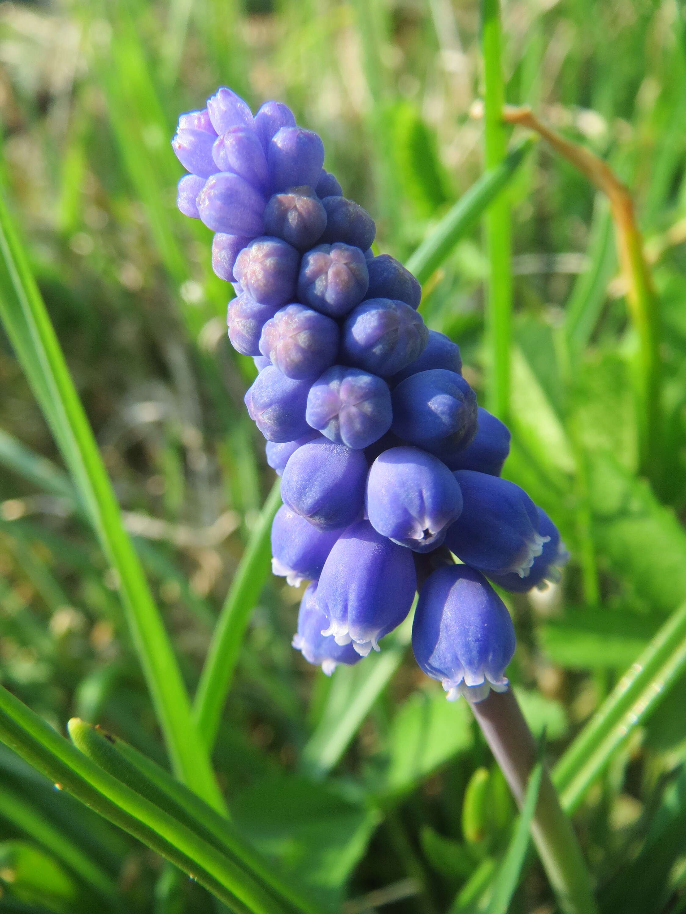 Image of Armenian grape hyacinth