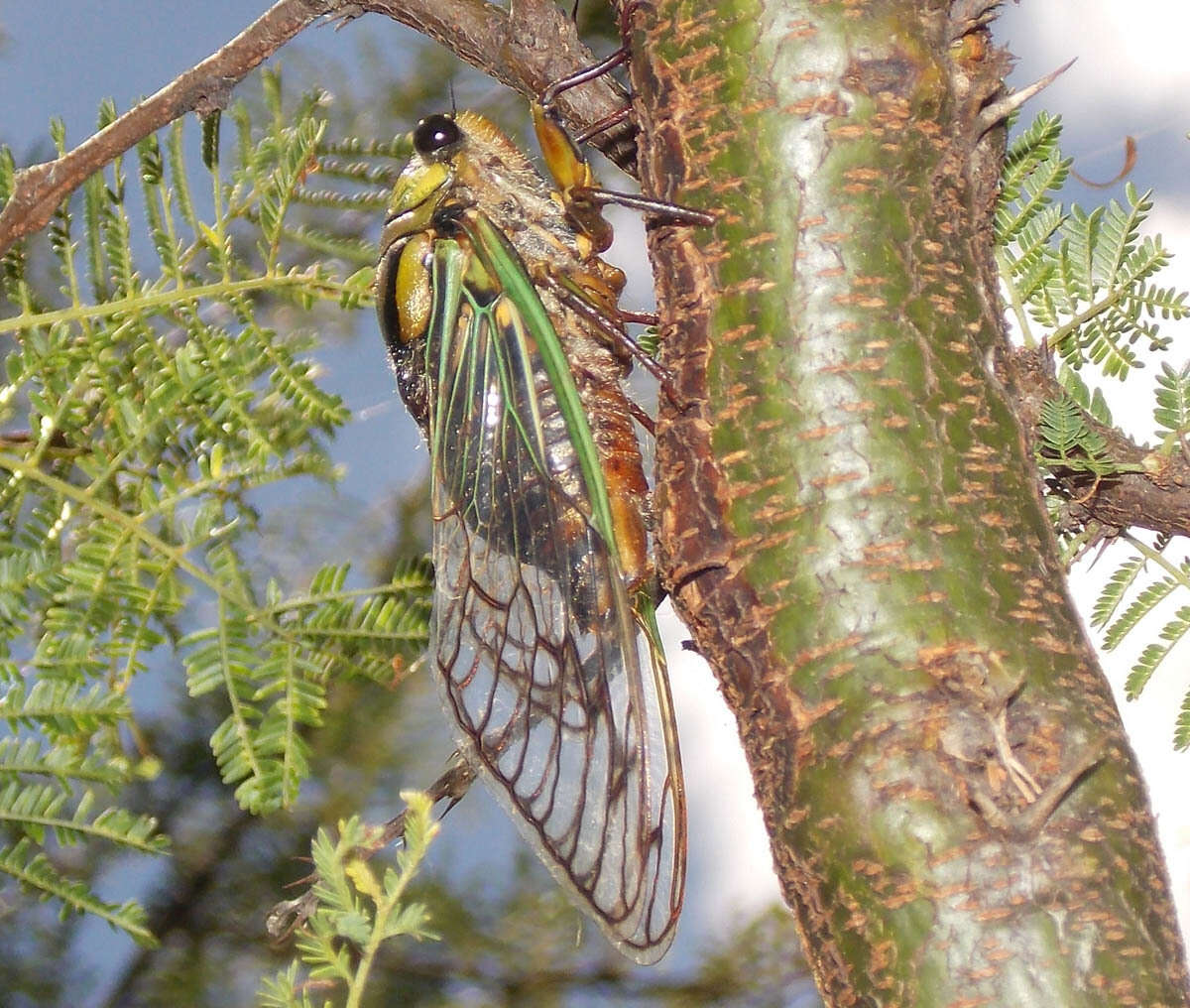 Image of Guyalna bonaerensis (Berg 1879)