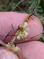 Cuscuta pentagona Engelm. resmi