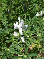 Image de Lupinus albus L.