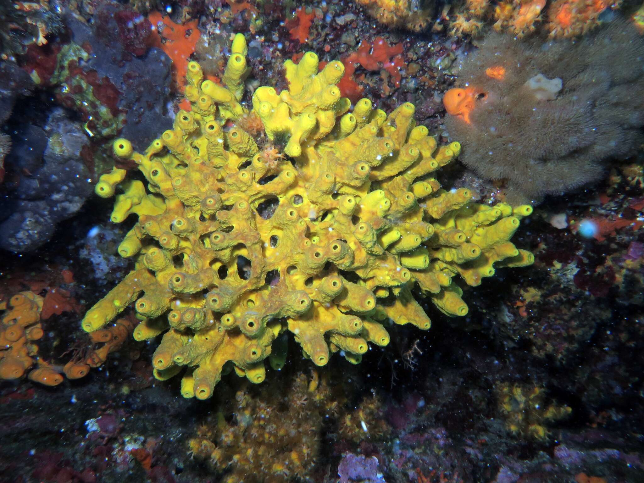 Image of yellow cave-sponge