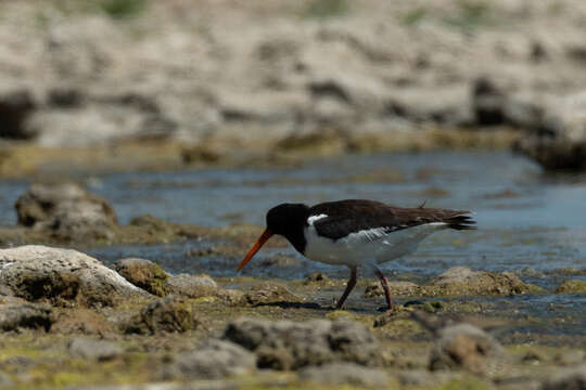 Image de Haematopus ostralegus longipes Buturlin 1910