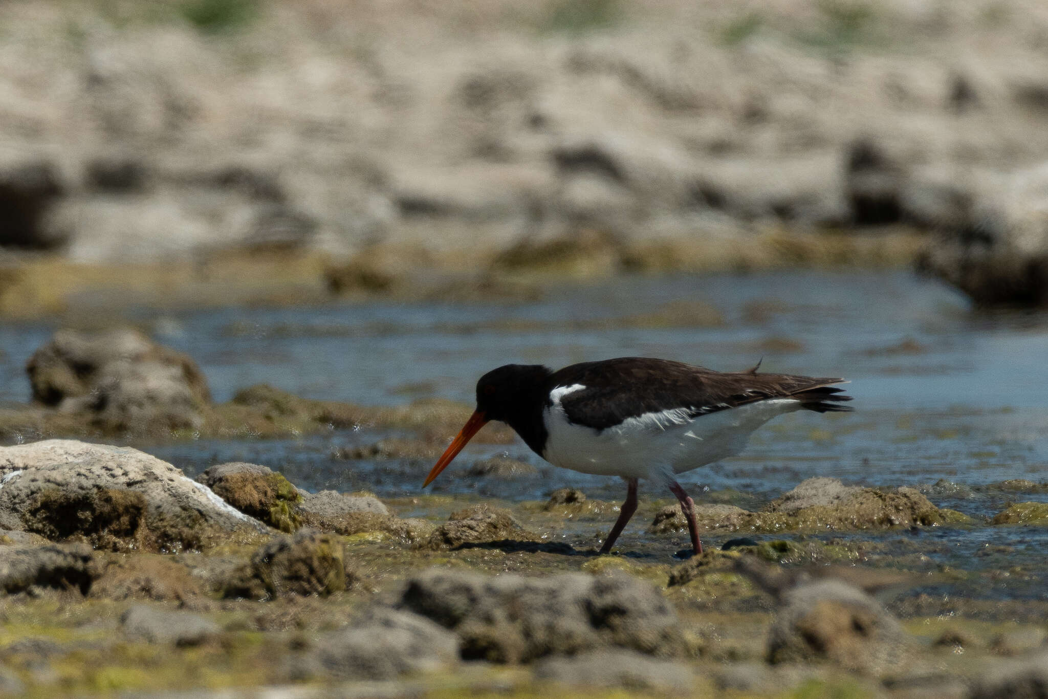 Image of Haematopus ostralegus longipes Buturlin 1910