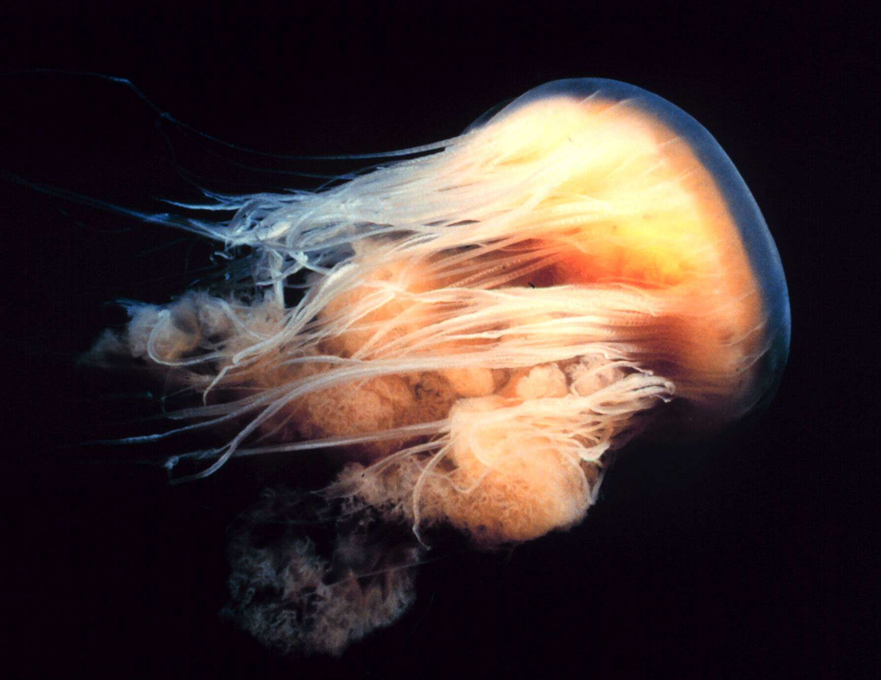 Image of Lion's Mane Jellyfish