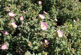 Image of Cistus creticus L.