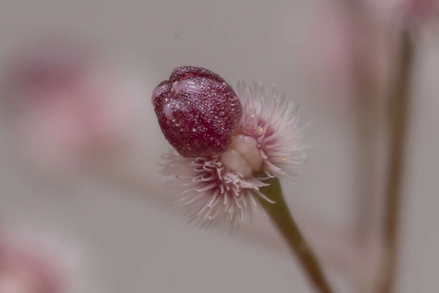 Plancia ëd Galium setaceum Lam.