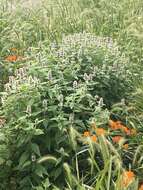 Image of hairy pagoda-plant