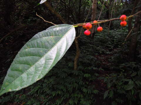 Image of Ficus ampelos