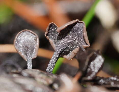 Banksiamyces macrocarpus G. W. Beaton 1982的圖片