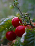 Image of Solanum lycopersicum var. cerasiforme