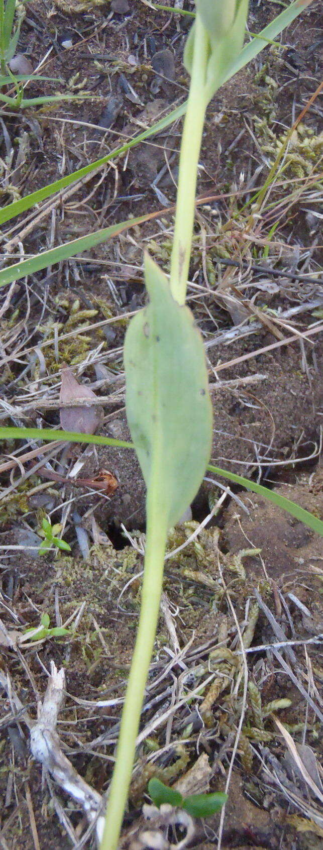 Image of Pterygodium cleistogamum (Bolus) Schltr.