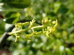 Image of Orixa japonica Thunb.