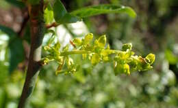 Image of Orixa japonica Thunb.