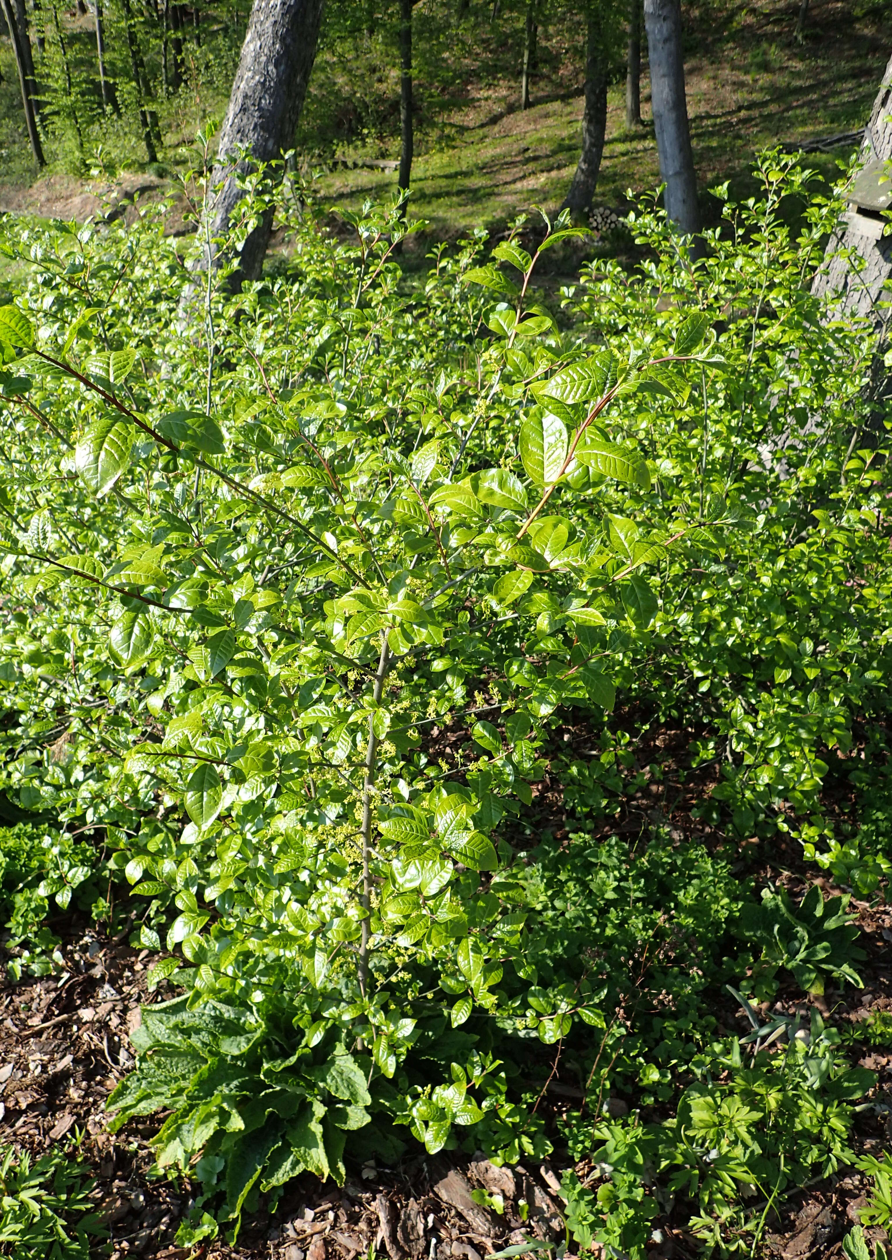 Image of Orixa japonica Thunb.