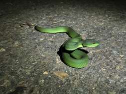 Image of Trimeresurus rubeus (Malhotra, Thorpe, Mrinalini & Stuart 2011)