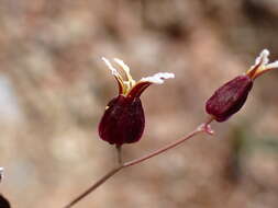 Image of Tiburon jewelflower