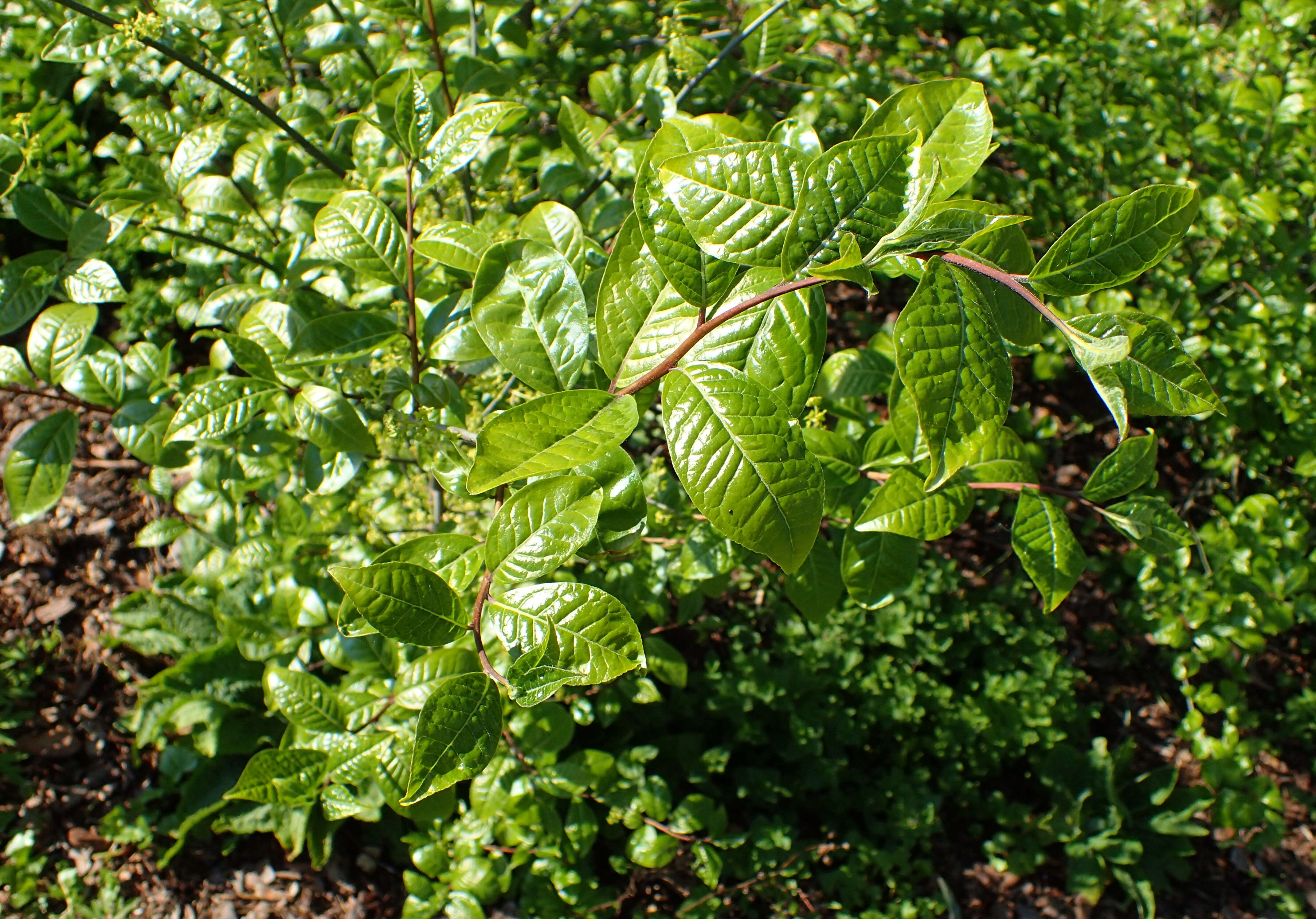 Image of Orixa japonica Thunb.