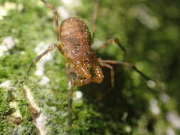 Image of Prasma tuberculata (Hogg 1920)