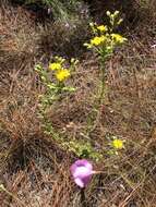 Image of coastal plain goldenaster