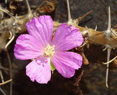 Image of Monsonia marlothii (Engl.) F. Albers