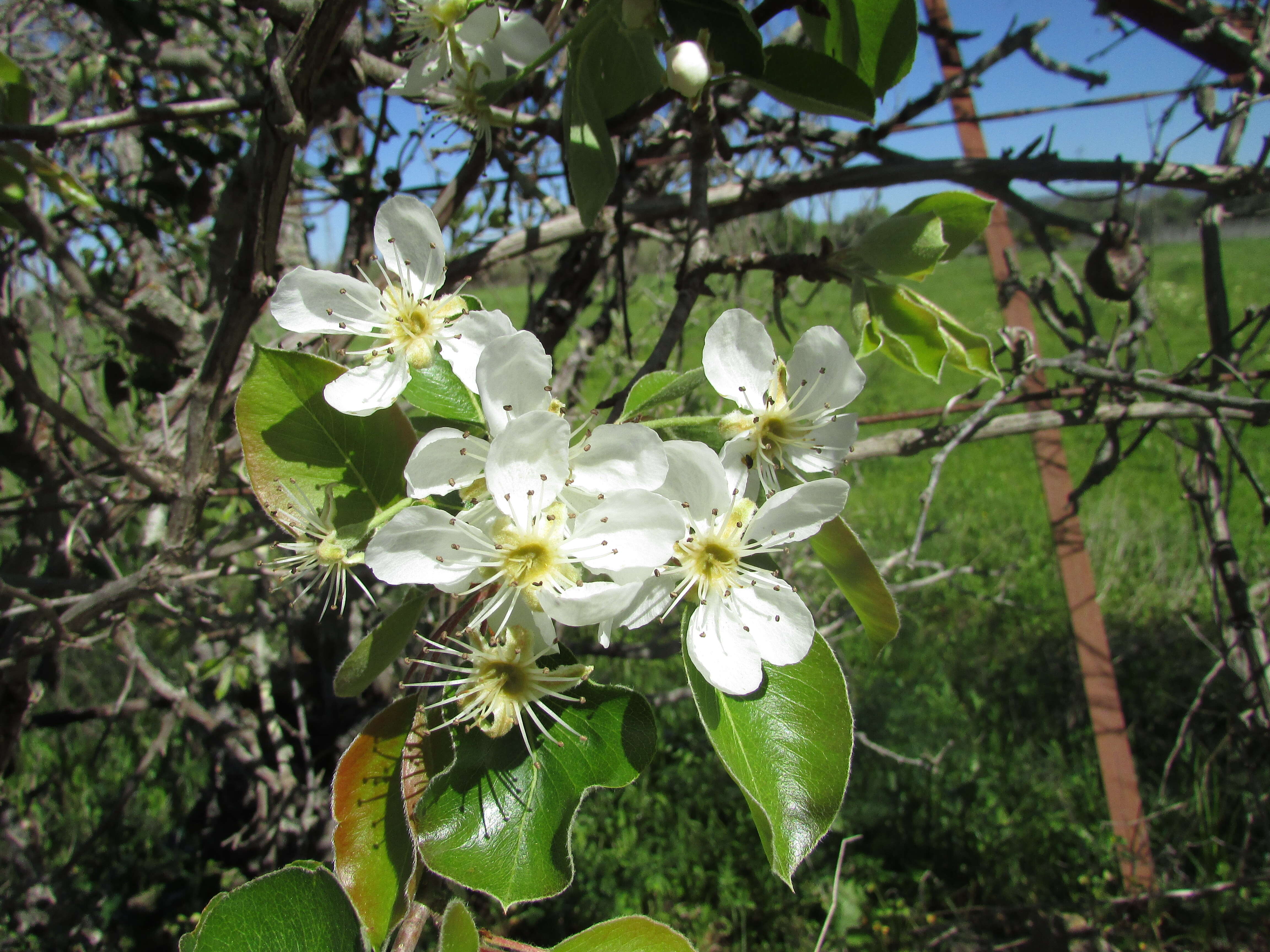 Image de Pyrus bourgaeana Decne