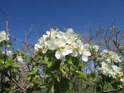 Image de Pyrus bourgaeana Decne