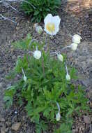 Image of Snowdrop Anemone