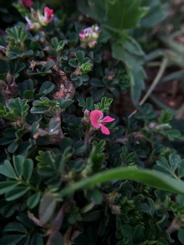 Plancia ëd Indigofera linnaei Ali