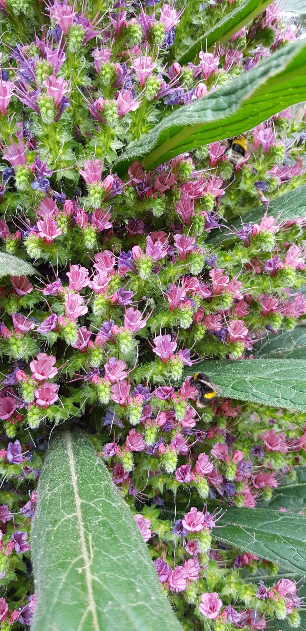 Imagem de Echium pininana Webb & Berth.