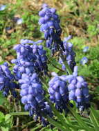 Imagem de Muscari armeniacum H. J. Veitch