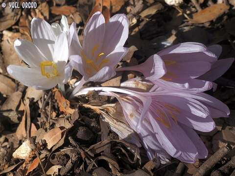 Слика од Colchicum troodi Kotschy