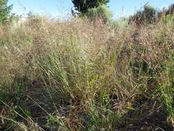 Image of creeping bentgrass