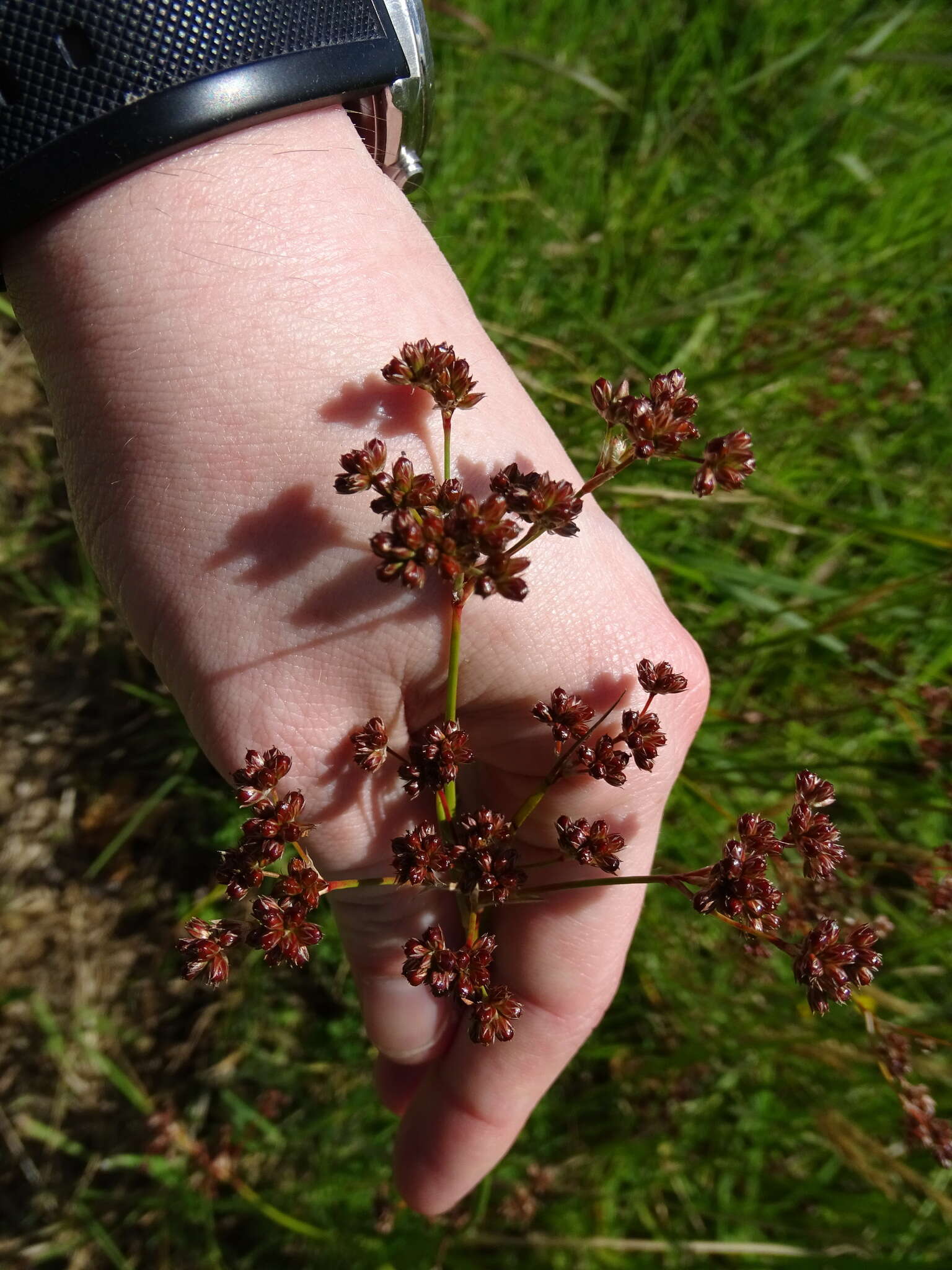 Sivun Juncus microcephalus Kunth kuva