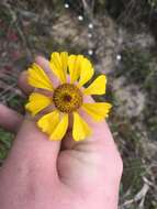 Image of Short-Leaf Sneezeweed