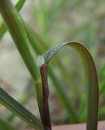 Image of creeping bentgrass