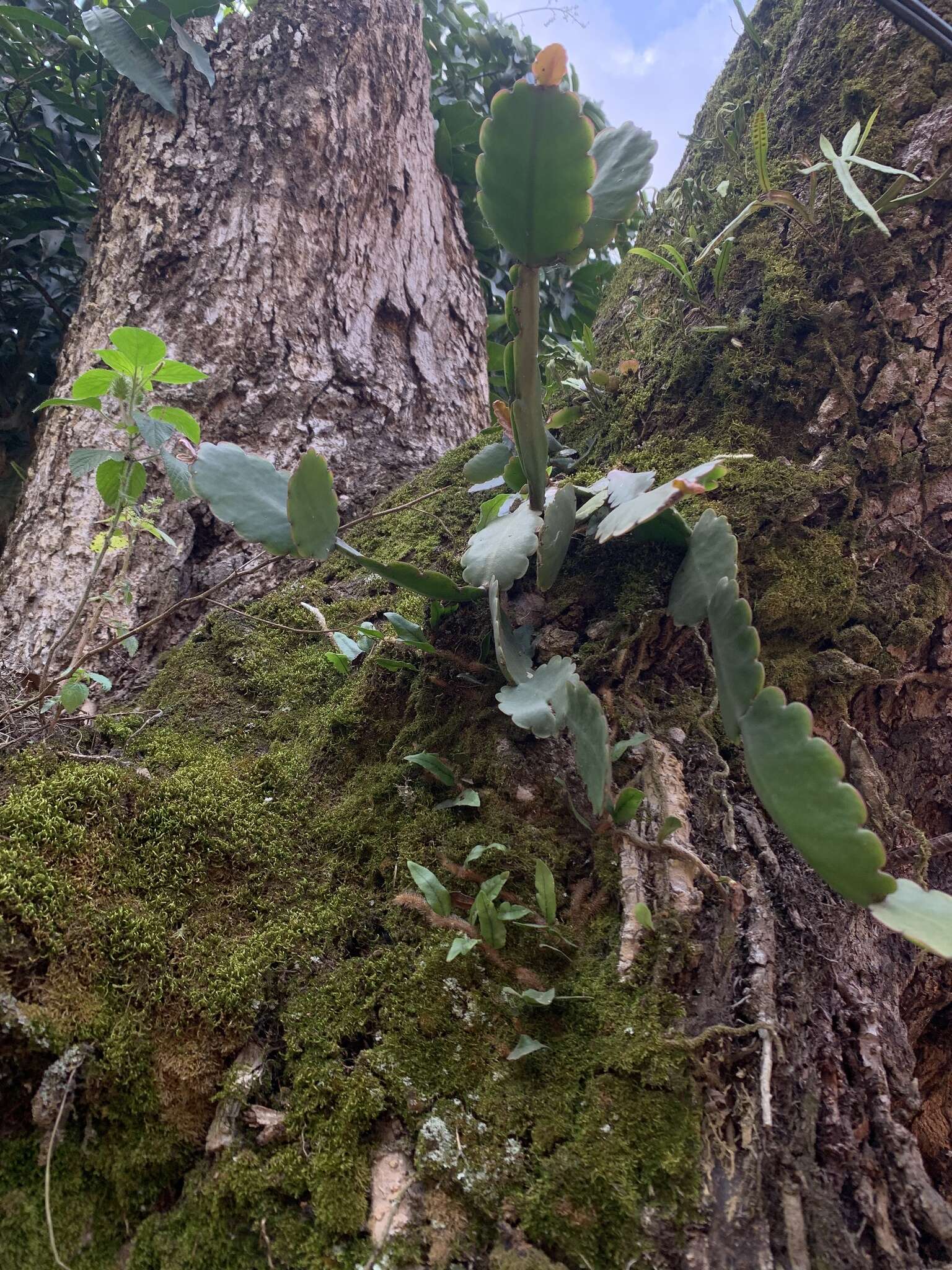 Image of Rhipsalis crispata Pfeiff.