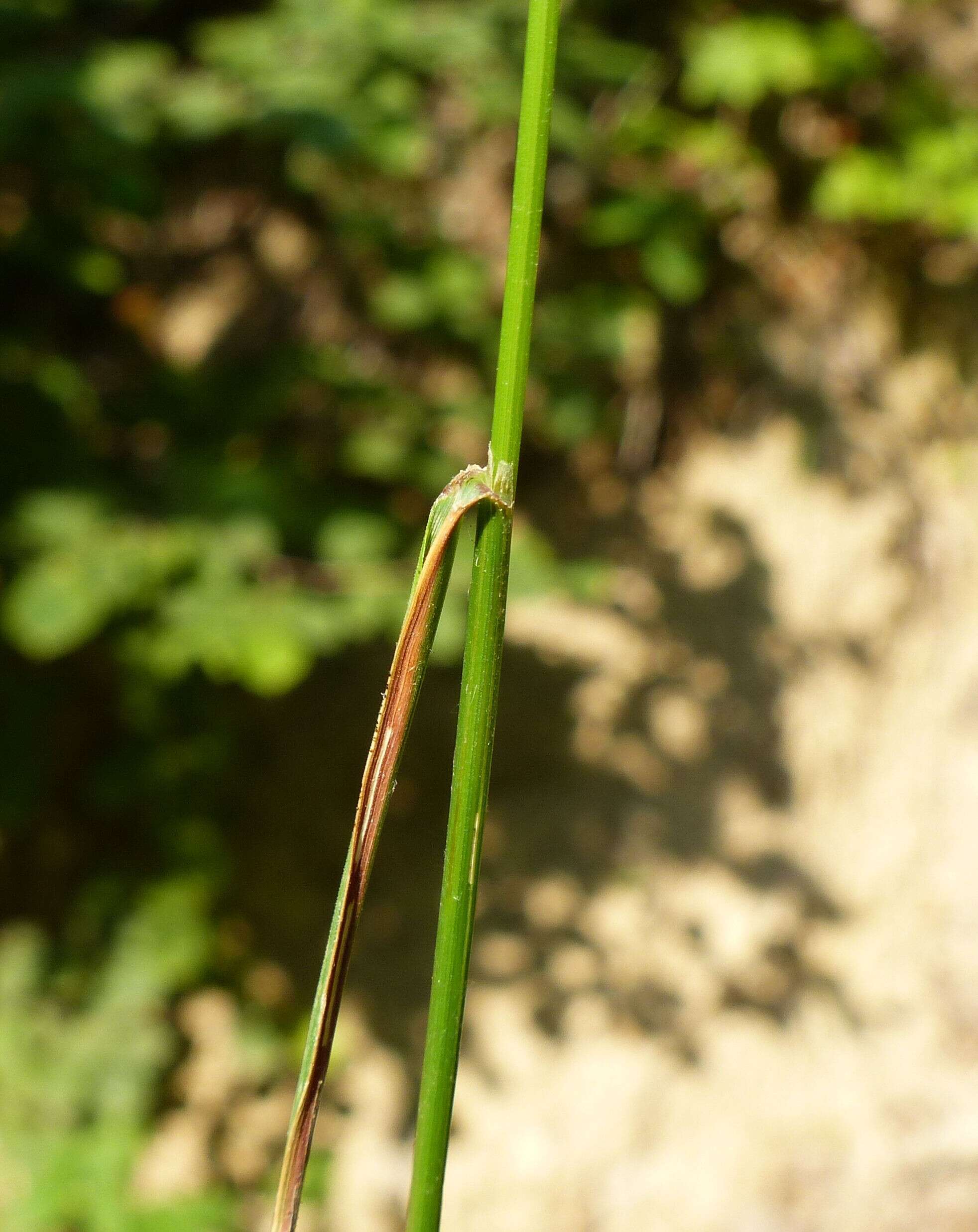 Image of creeping bentgrass