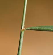 Image of creeping bentgrass