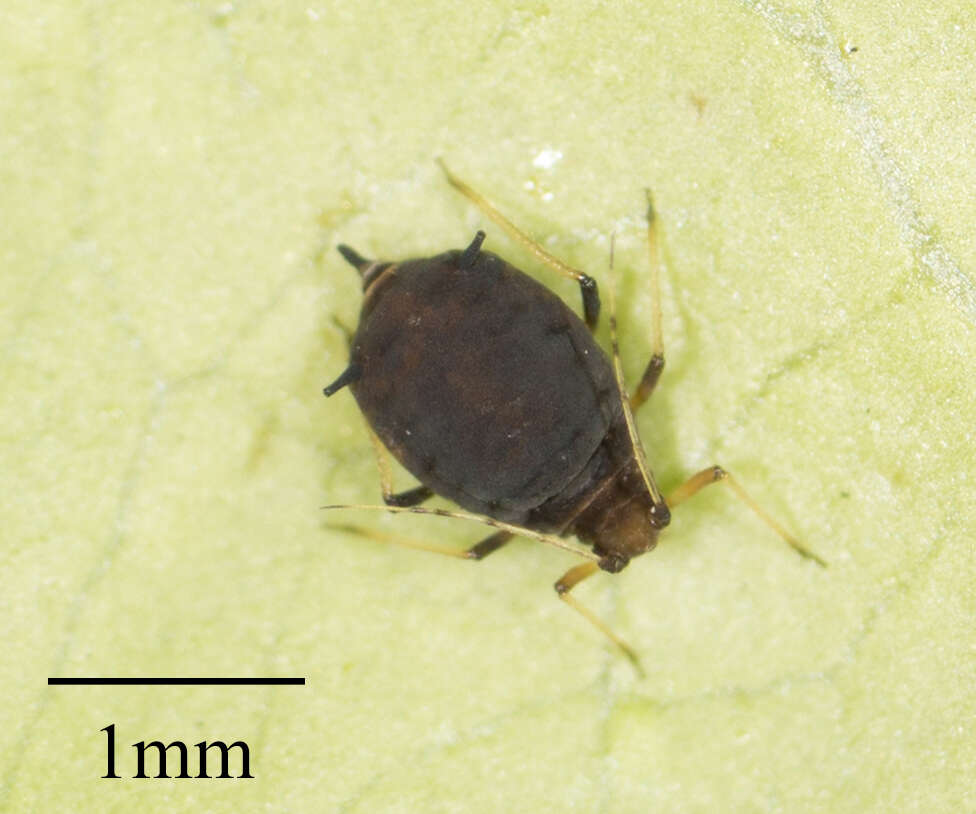 Image of Black citrus aphid