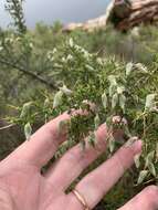 Image of Aspalathus acuminata subsp. pungens (Thunb.) R. Dahlgren