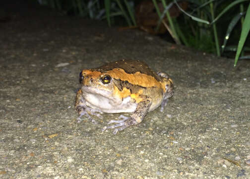 Image of Banded Bullfrog