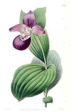 Image of Large-flowered Cypripedium