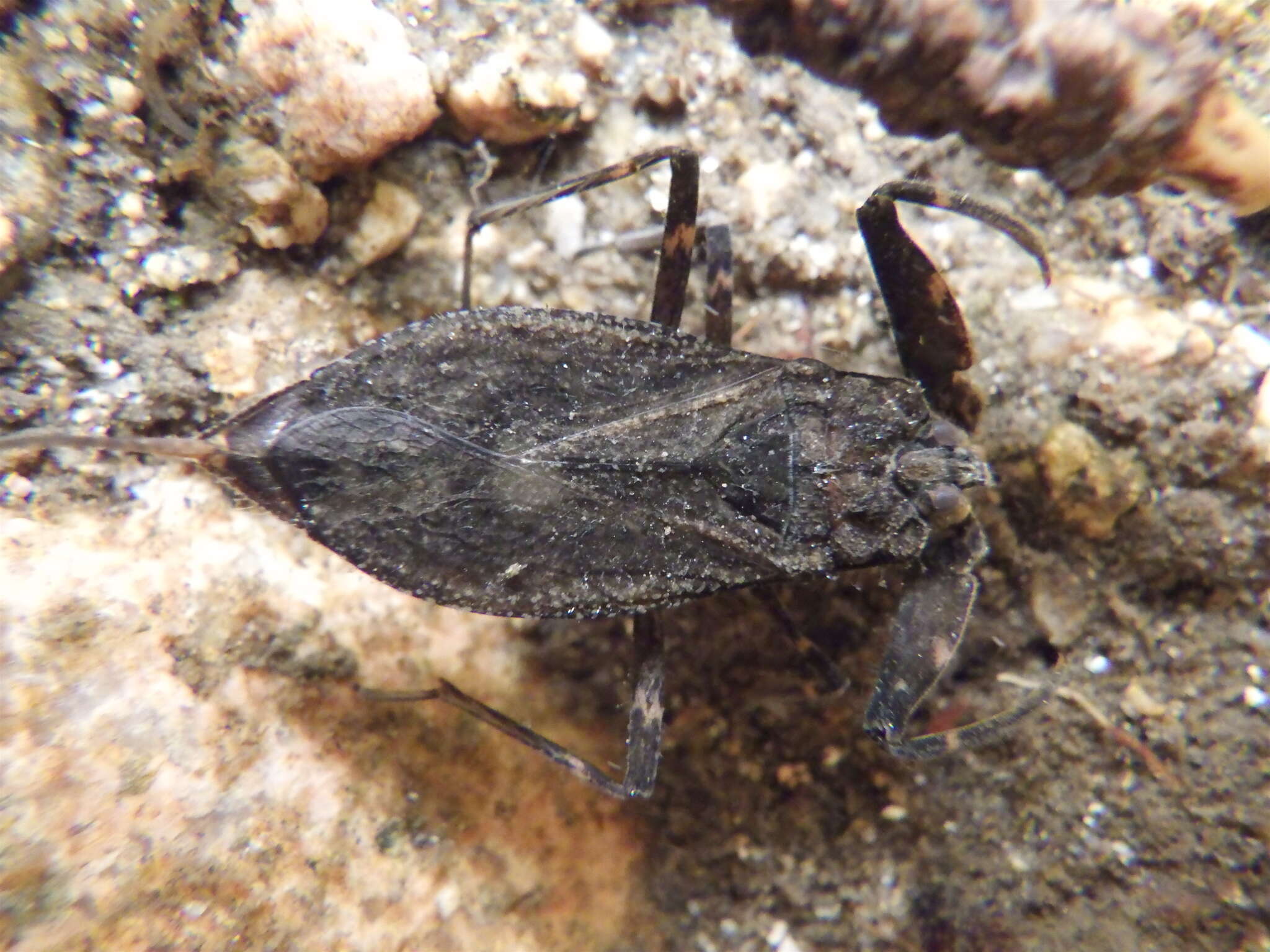 Image of Nepa sardiniensis Hungerford 1928